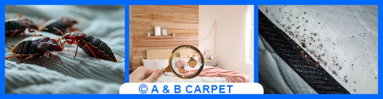 Bed bug extermination brooklyn ny